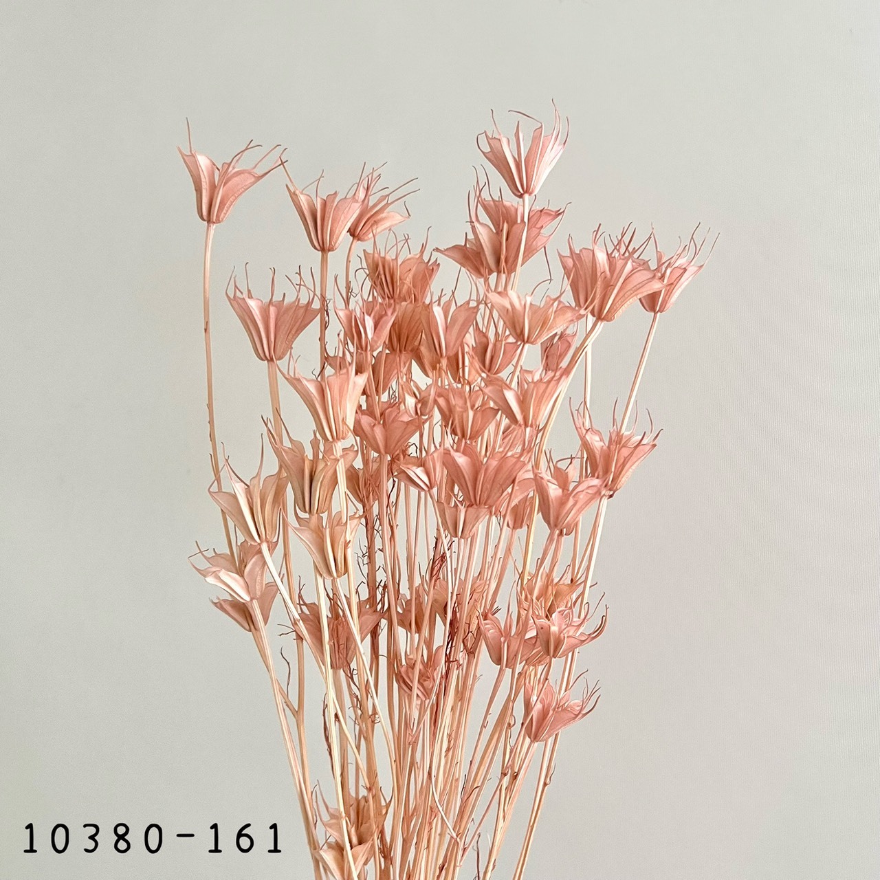 日本乾燥木百合 10380-161