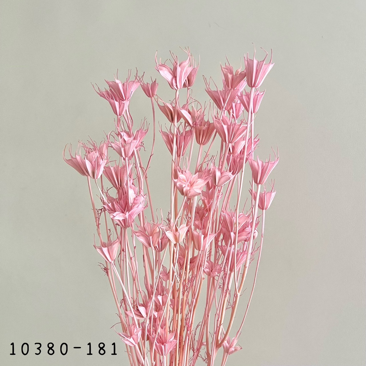 日本乾燥木百合 10380-181