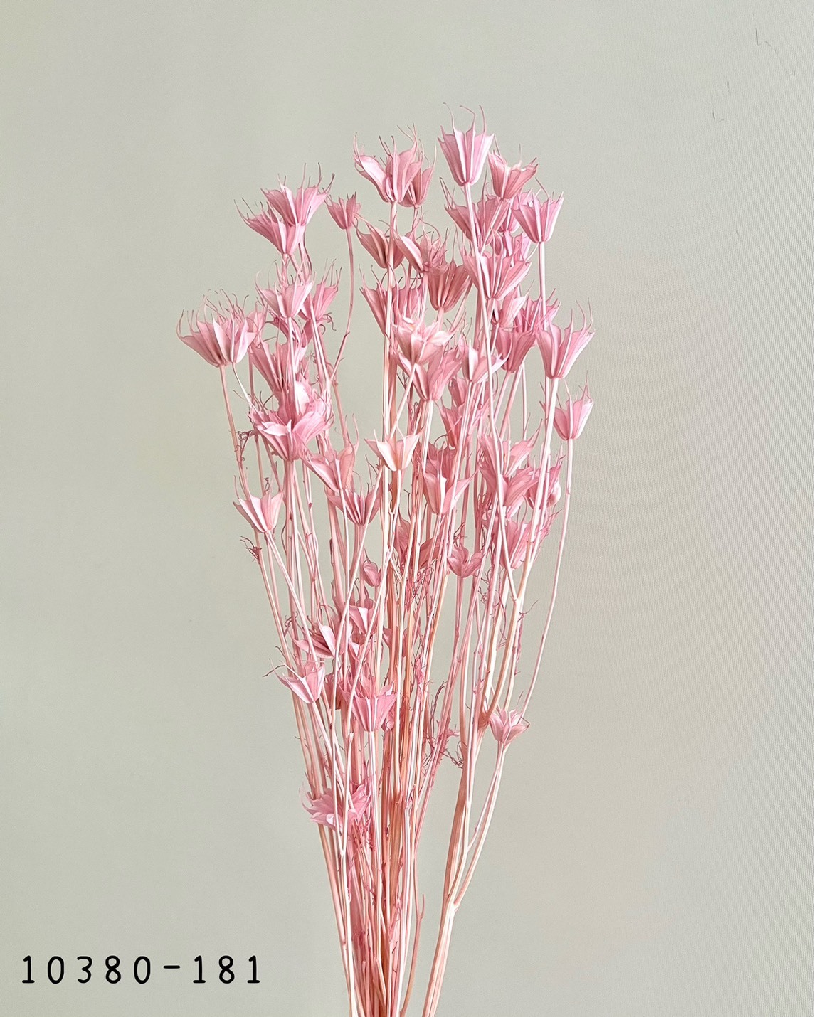 日本乾燥木百合 10380-181