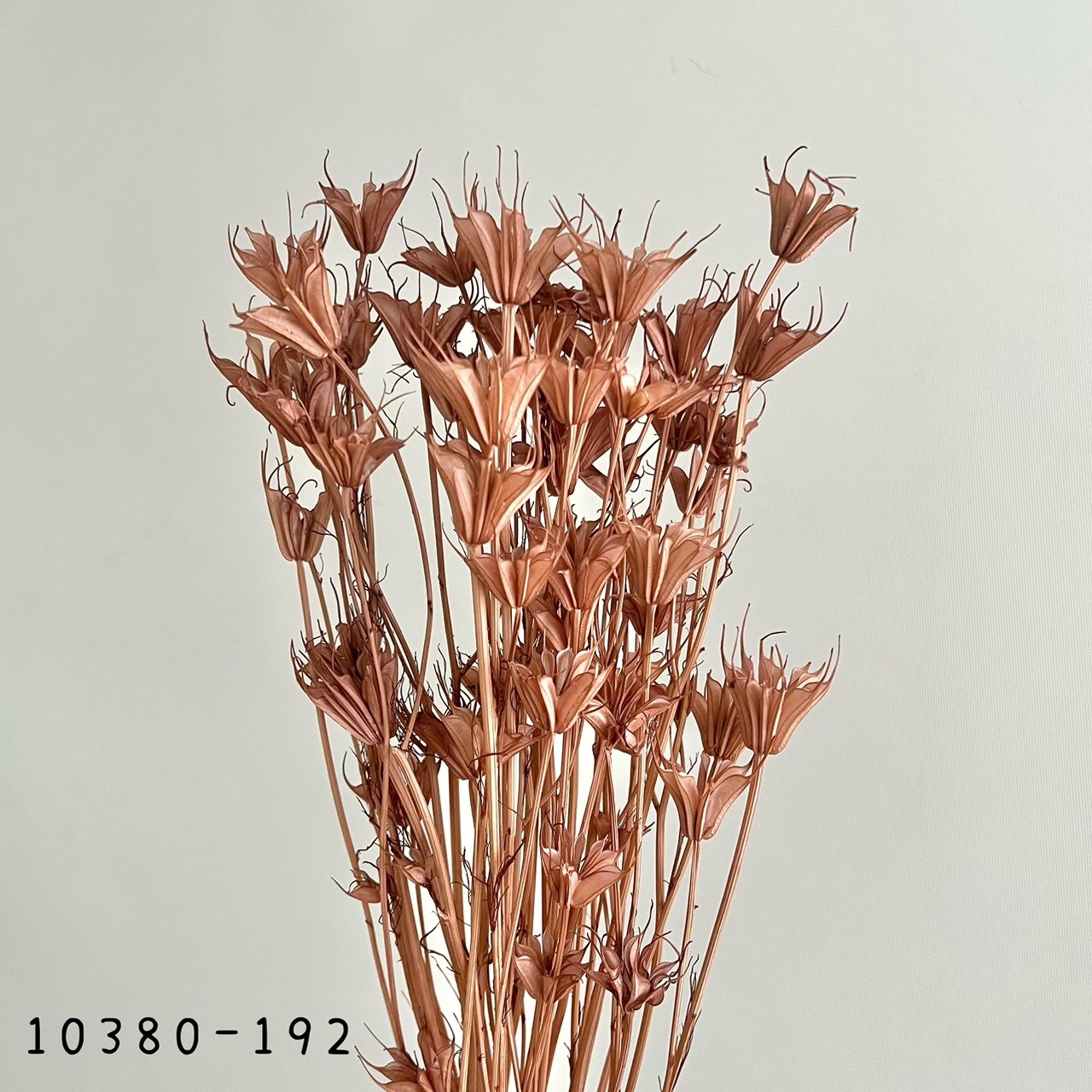 日本乾燥木百合10380-192