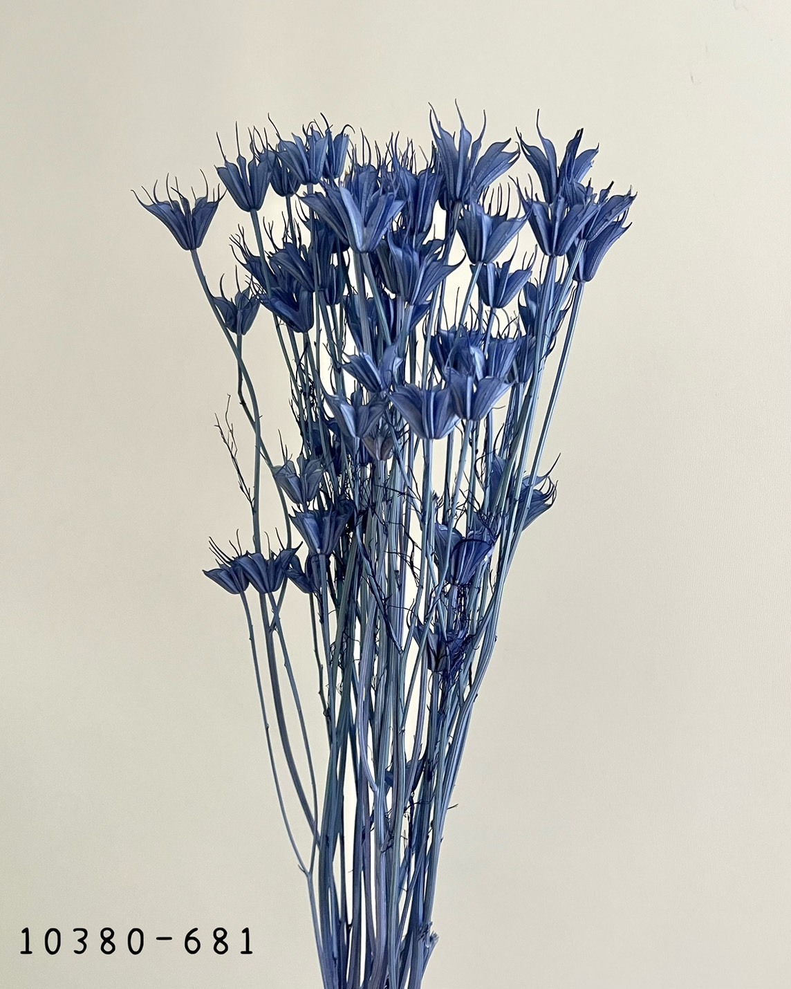 日本乾燥木百合 10380-681