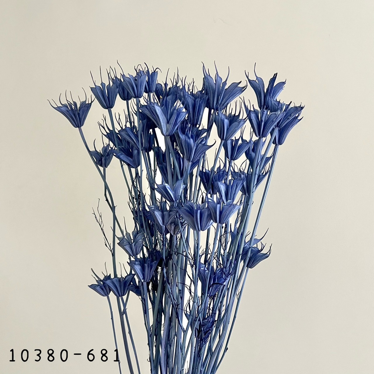 日本乾燥木百合 10380-681