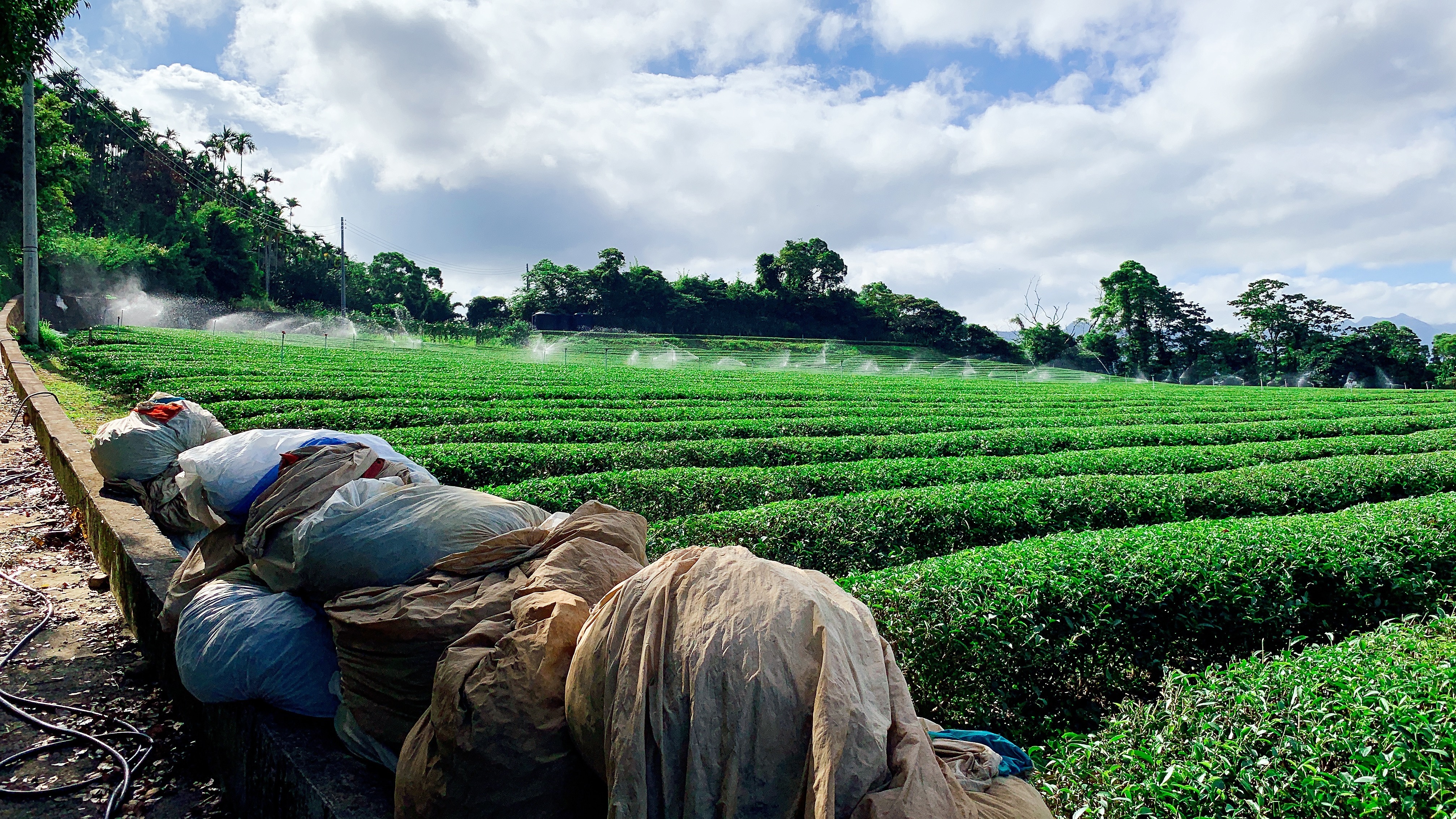 新竹峨眉徐耀良茶園雲霧大景
