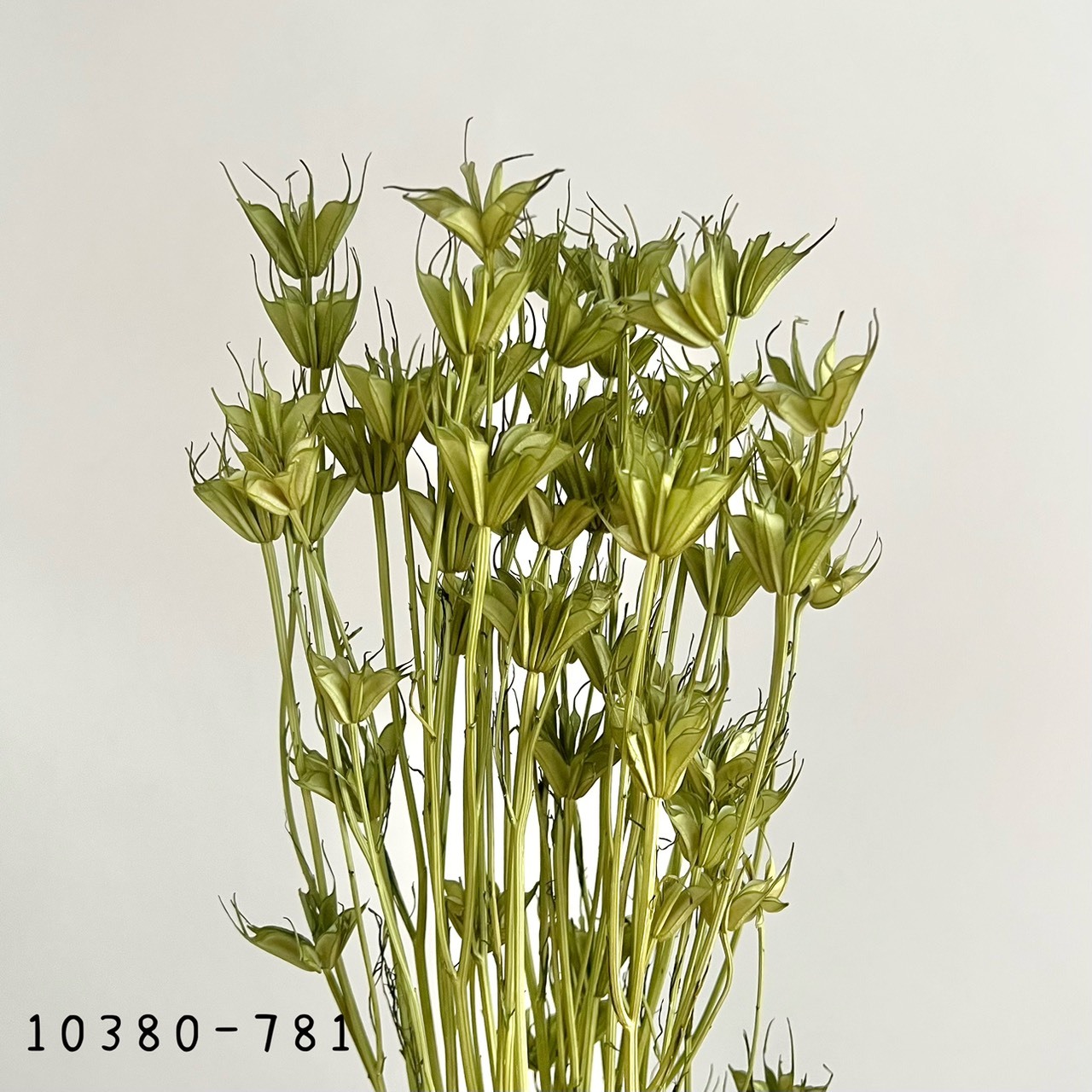 日本乾燥木百合10380-781