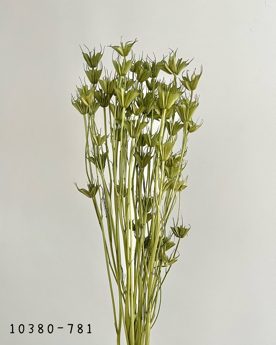 日本乾燥木百合10380-781