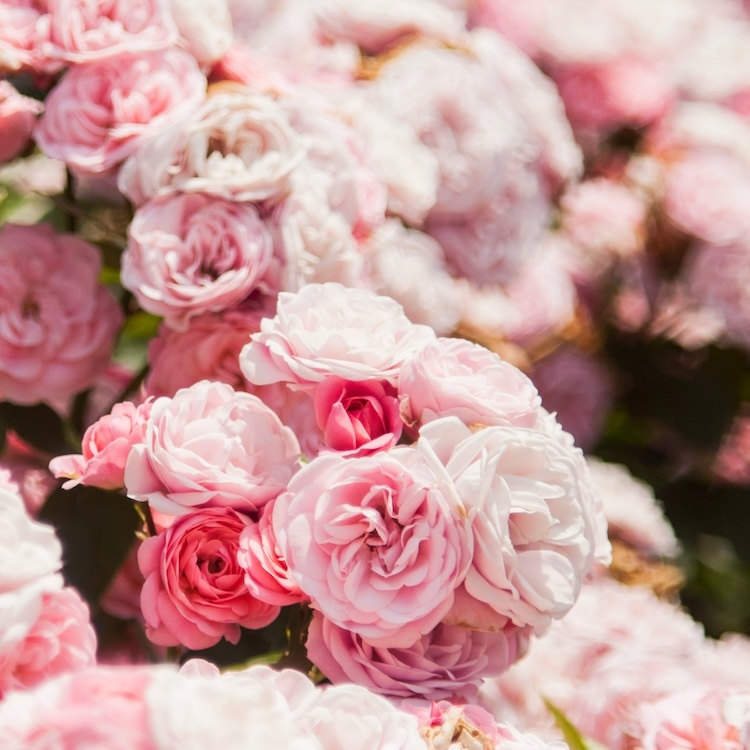 玫瑰水蜜桃餡-原料圖