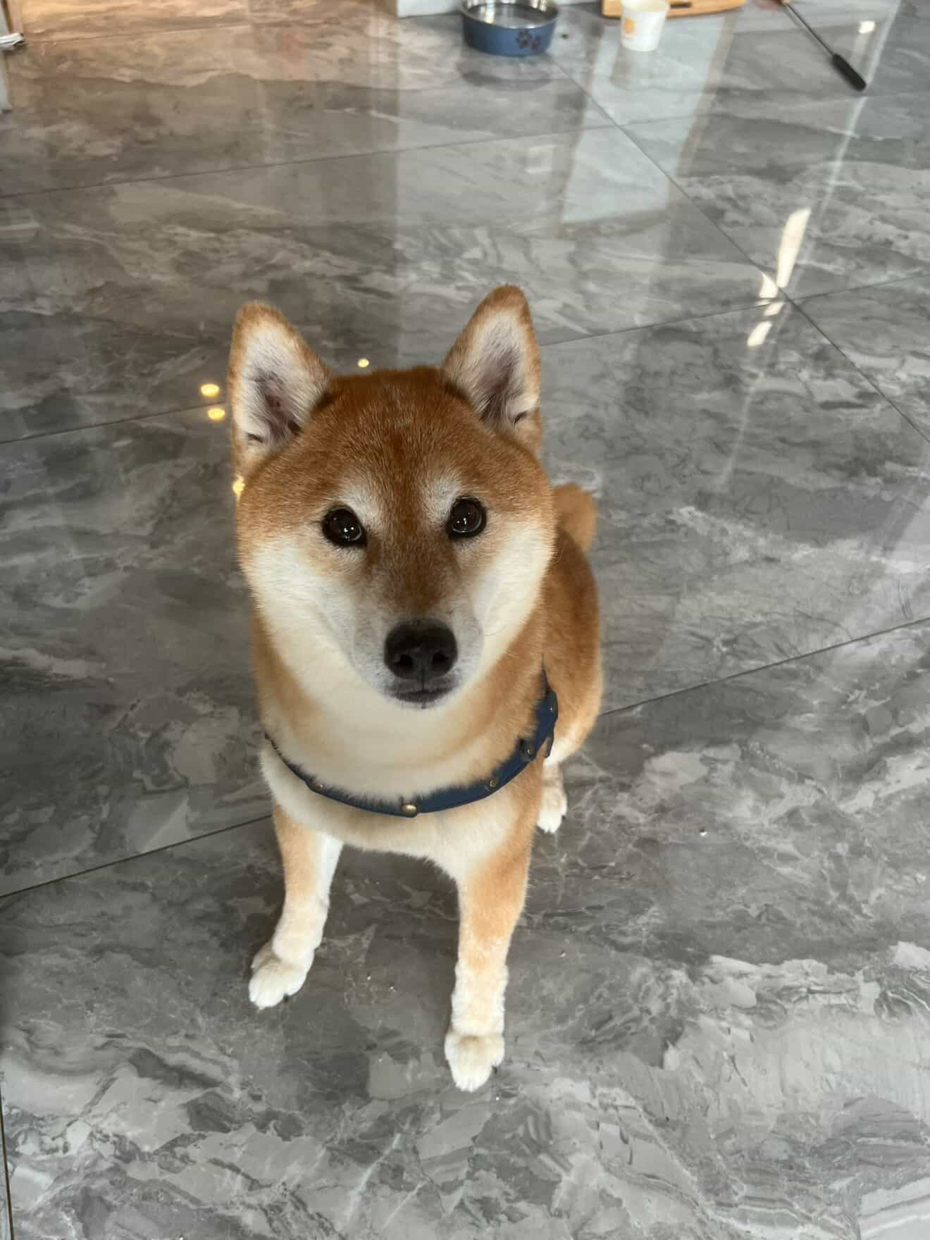 BOBA shiba inu_Ruffurs