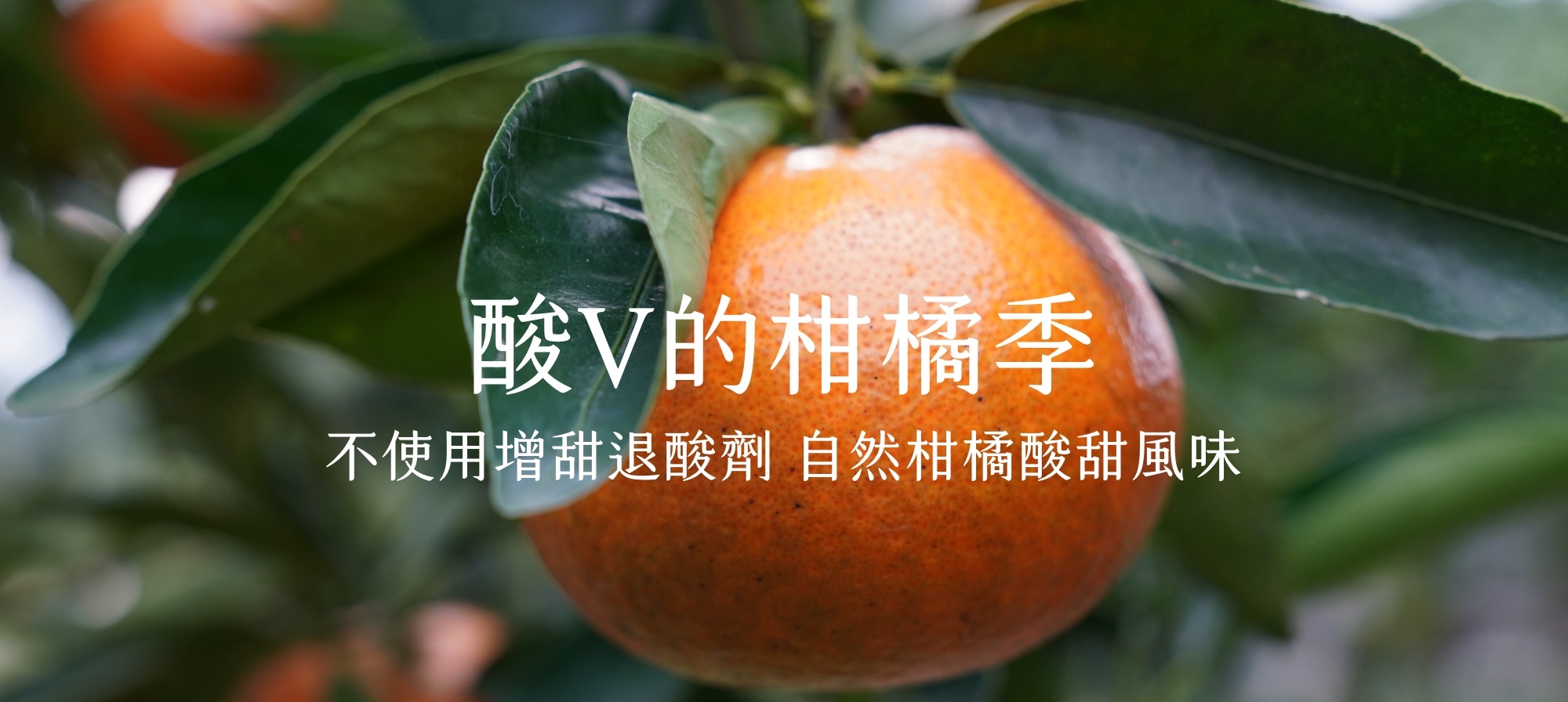 砂糖橘,帝王柑,紅肉柳丁,茂谷柑