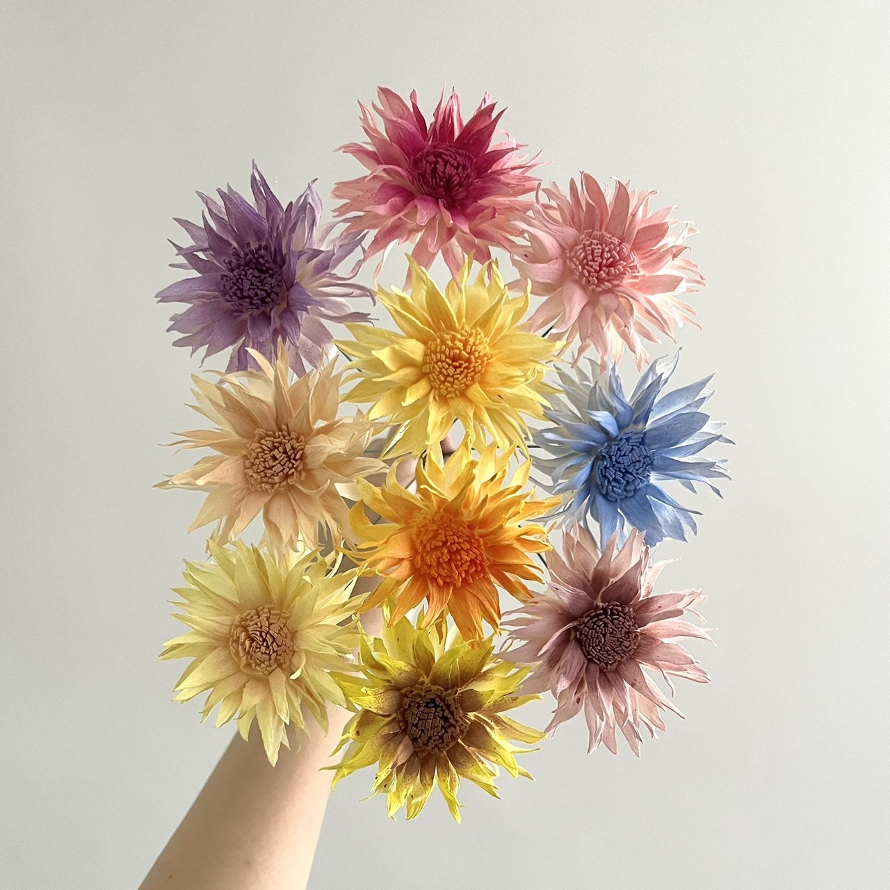 泰國索拉花 火焰非洲菊 6-7CM＜十支一把＞(高品質)