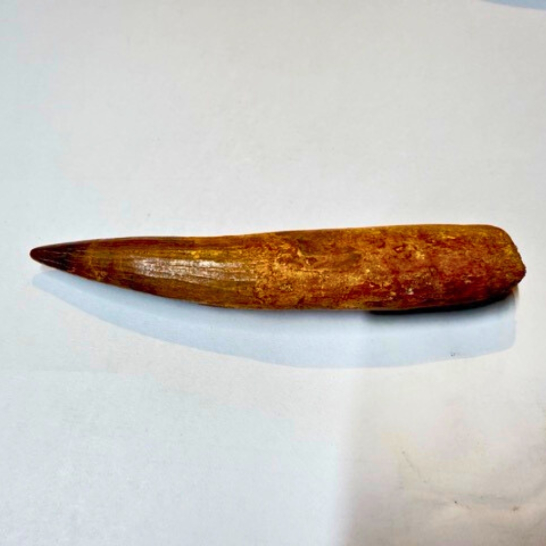 棘龍牙齒