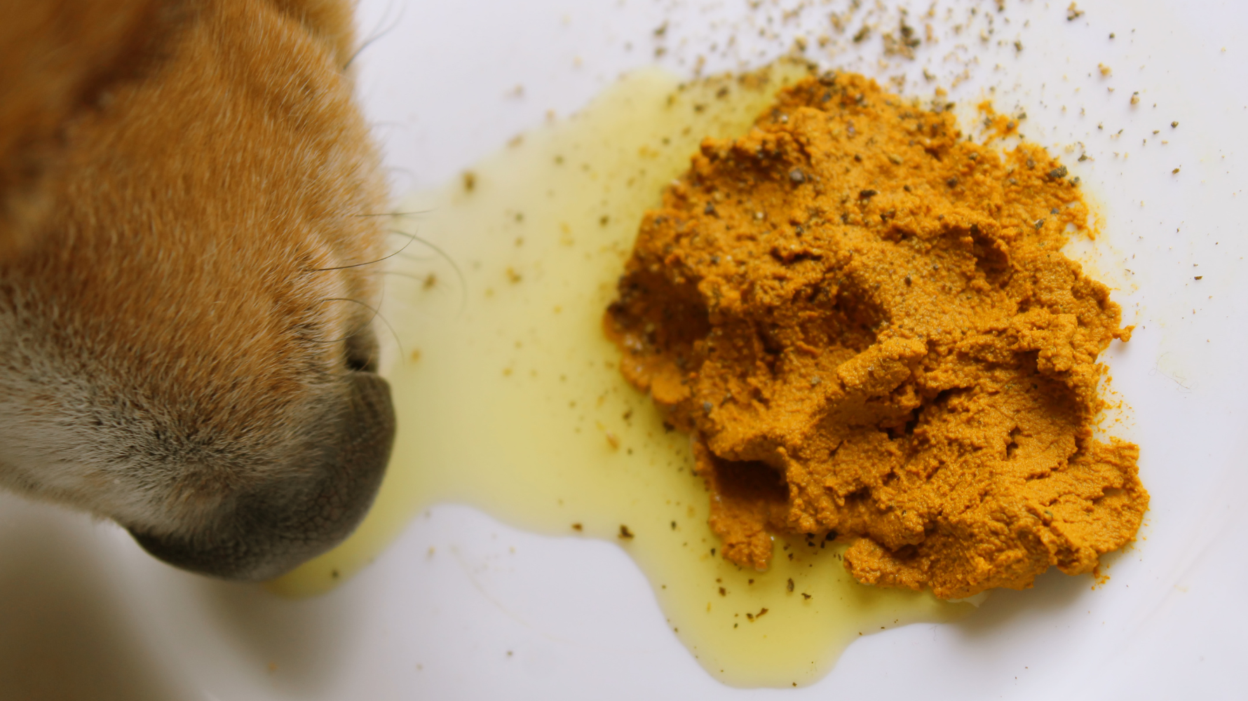 狗狗嘔吐的原因可分為「原發性胃腸道因素」與「次發性全身性因素」，這章將拆解這兩大分類，因為找出發生點，比僅僅分析嘔吐本身更具有判斷價值。