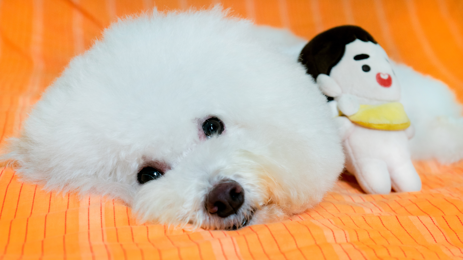 多數狗狗在適當照護下能在 24 小時內明顯改善，而你的冷靜與觀察，就是牠最重要的安全感來源，若嘔吐持續、精神異常或出現深色／帶血嘔吐物，那就是需要下一步專業協助的時機了。