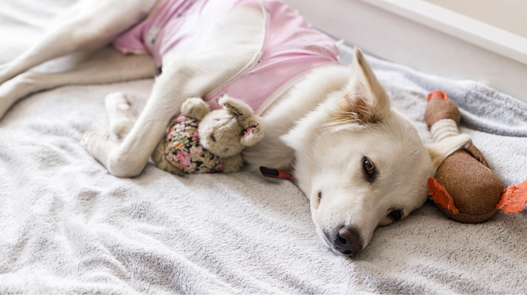 心臟病的可怕之處，在於它進展緩慢、難以察覺，等到飼主發現毛孩喘氣、活動力下降、甚至出現腹水時，往往已是中後期階段。要預防心臟病惡化，就得先了解它的形成原因與危險因子。