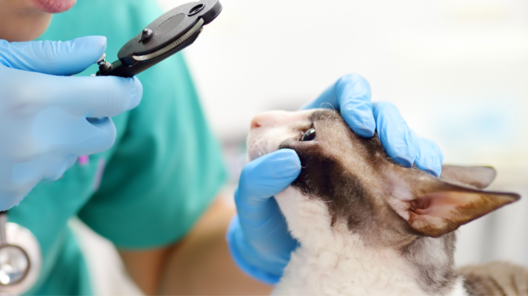 貓咪的心臟病往往比狗狗更難察覺。牠們天性安靜、擅長隱藏不適，即使已患病，仍可能表現得若無其事。根據臨床統計，貓咪患心臟風險高達15%，每6隻就有1隻患有心臟病！