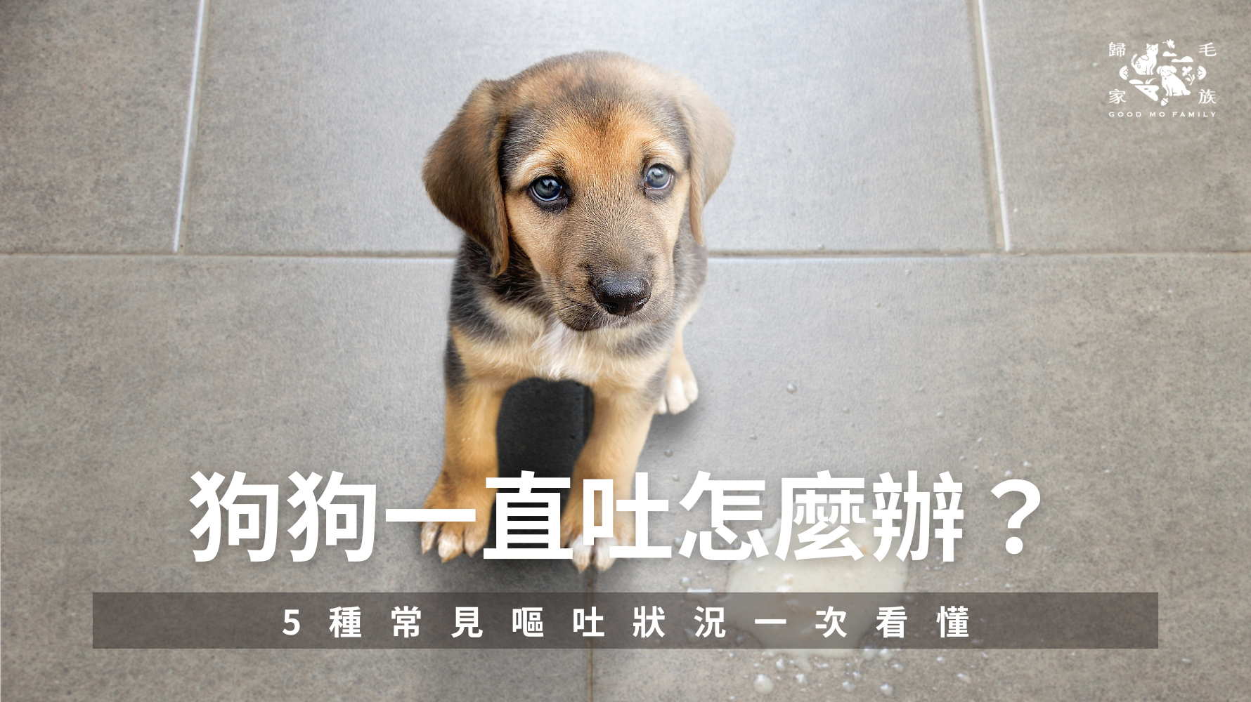 狗狗一直吐怎麼辦？5 種常見嘔吐狀況一次看懂