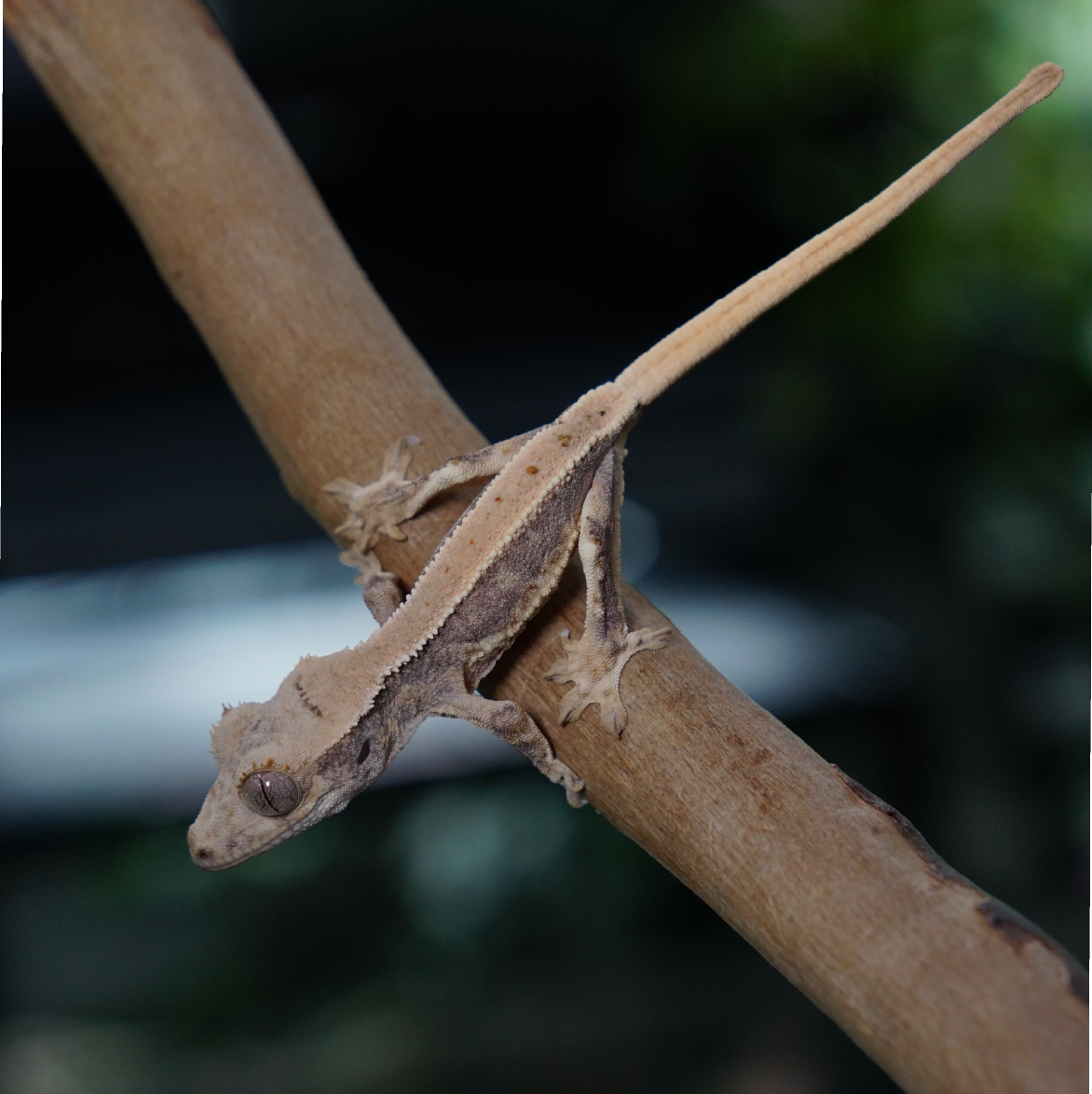 睫角守宮－莉莉白x奶油