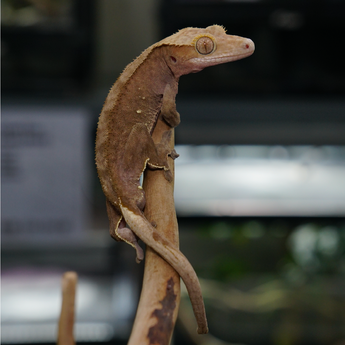 睫角守宮－單色x舷窗