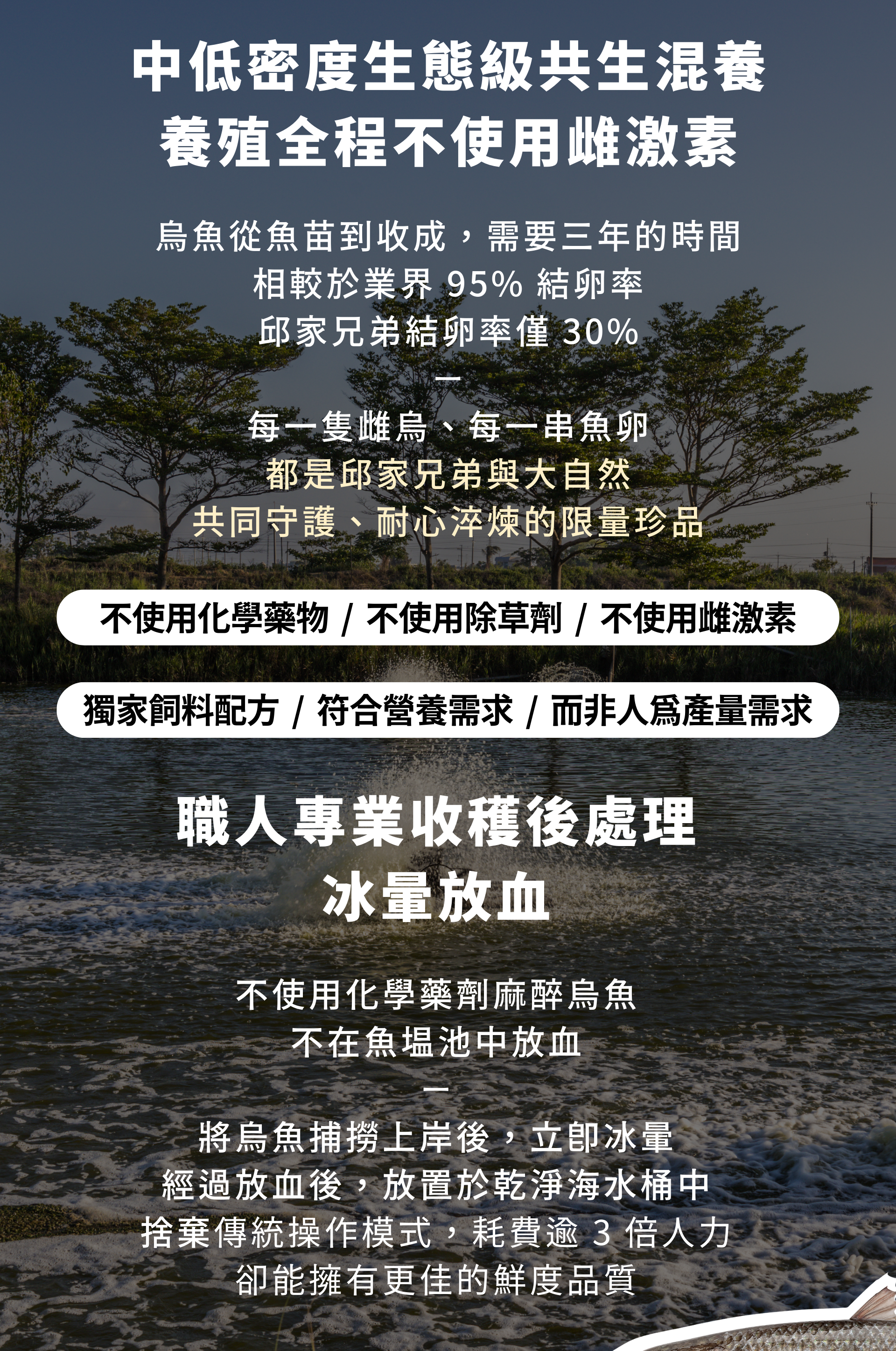 中低密度生態級共生混養 養殖全程不使用雌激素 烏魚從魚苗到收成，需要三年的時間 相較於業界 95% 結卵率 邱家兄弟結卵率僅 30% 每一隻雌烏、每一串魚卵 都是邱家兄弟與大自然 共同守護、耐心淬煉的限量珍品 職人專業收穫後處理－冰暈放血 不使用化學藥劑麻醉烏魚 不在魚塭池中放血 將烏魚捕撈上岸後，立即冰暈 經過放血後，放置於乾淨海水桶中 捨棄傳統操作模式，耗費逾 3 倍人力 卻能擁有更佳的鮮度品質