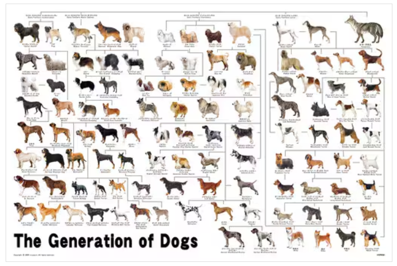 狗族譜