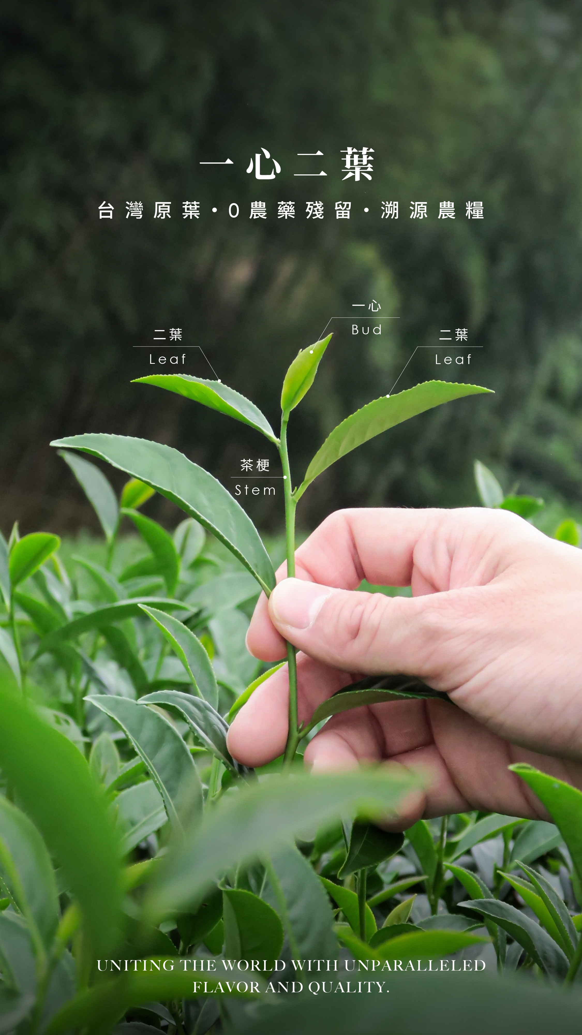 茶葉細節 Tea Leaf Details