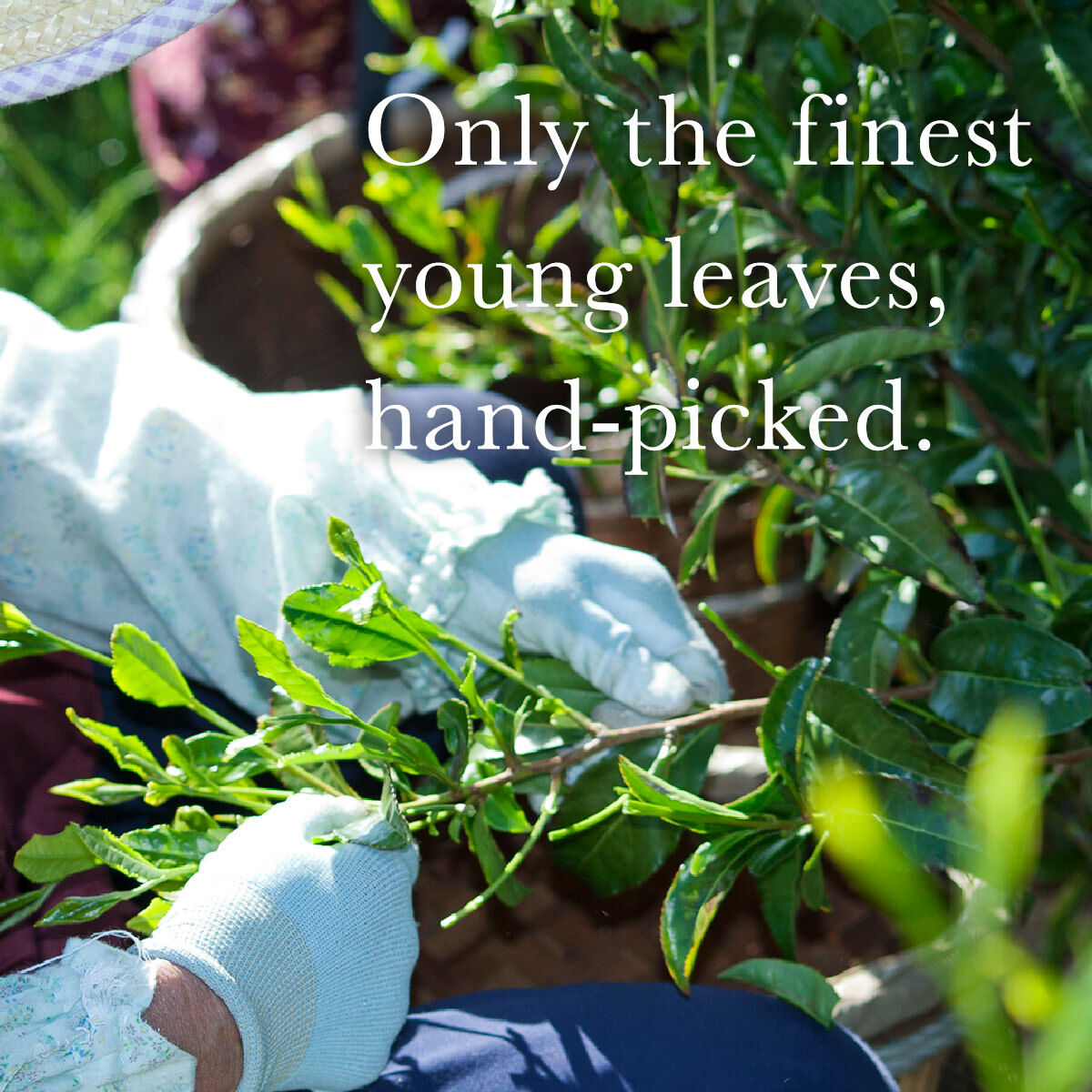 日本 愛知縣豐田 抹茶 吉瑞【綠茶 / 愛知縣產抹茶】【數量限定】農家產地直送