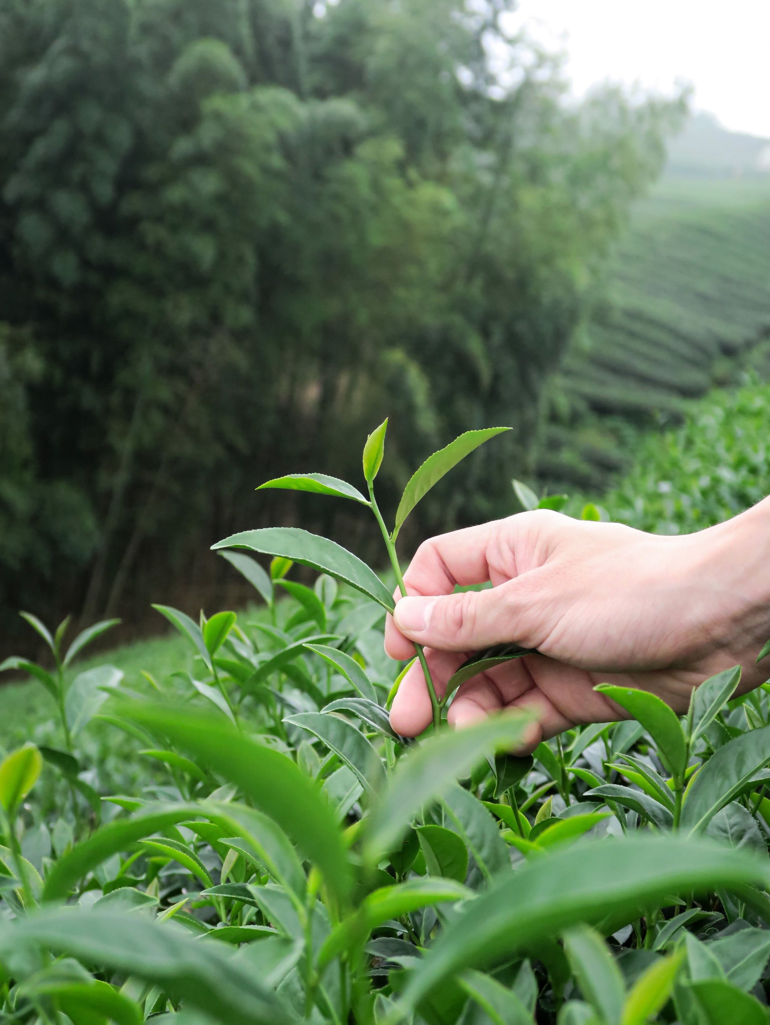 嚴選茶菁 Handpicked Fresh Leaves