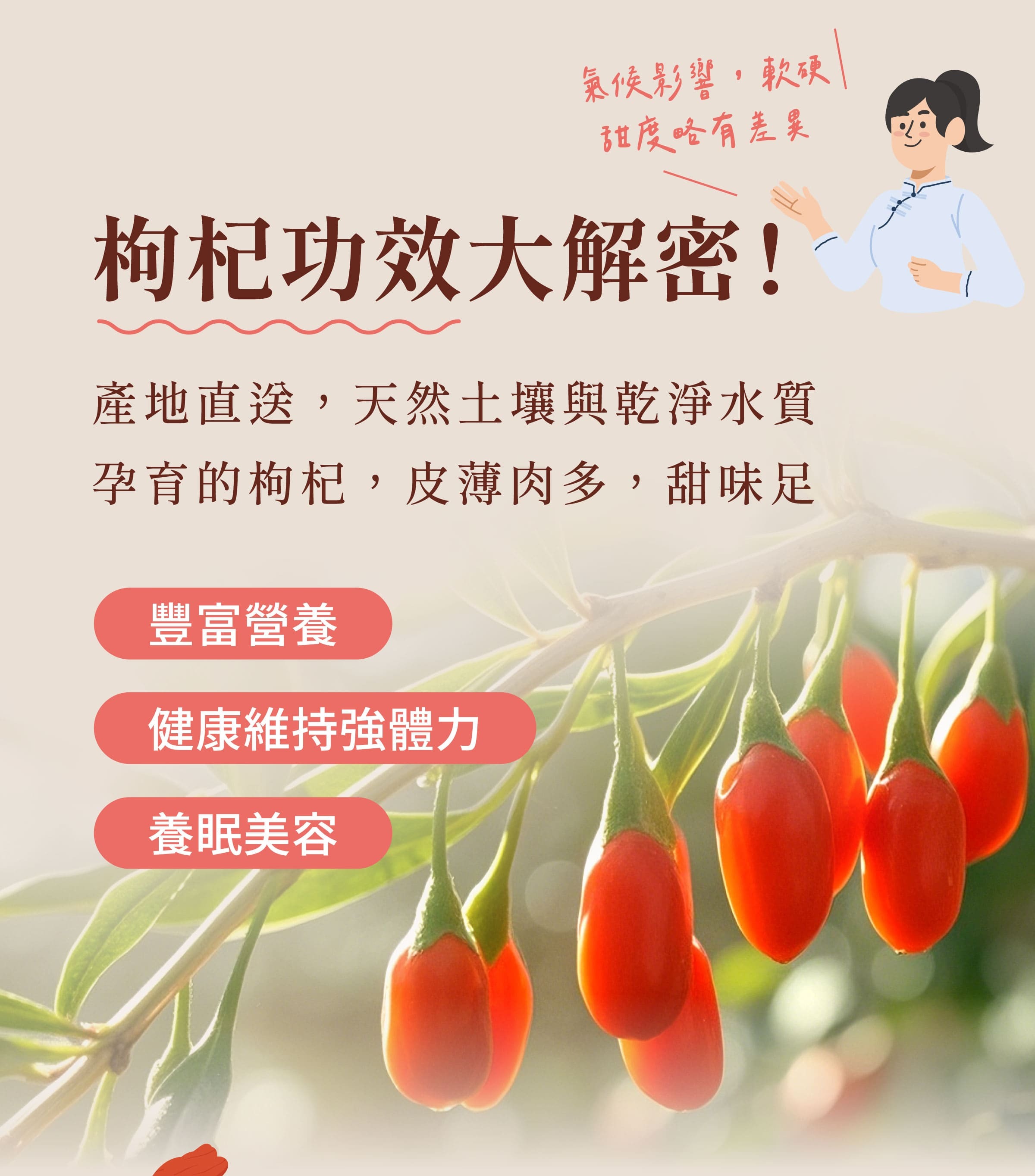 登義枸杞子原料