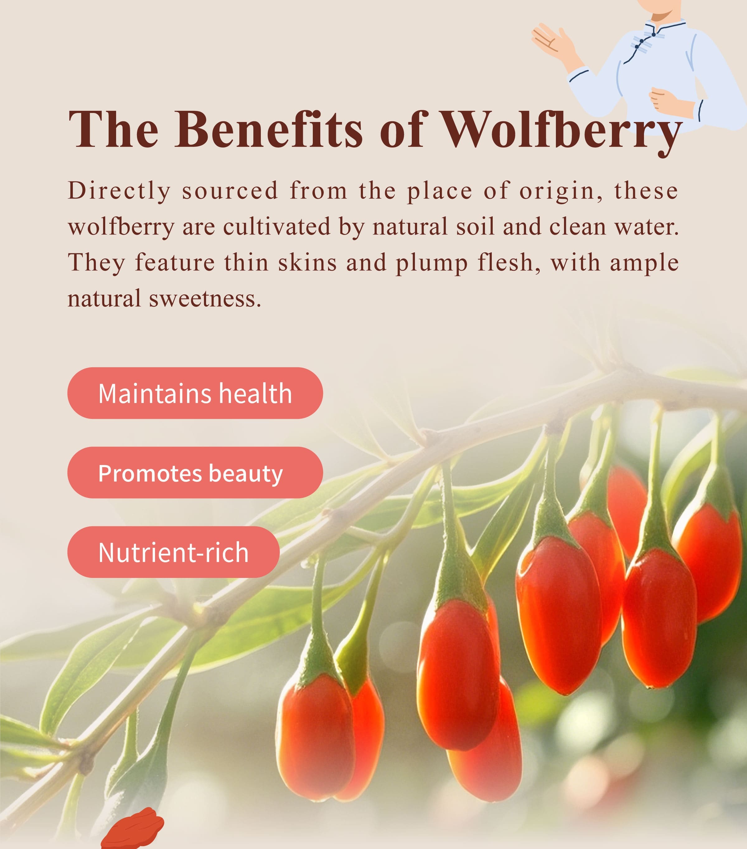 The Benefits of Dengyi Wolfberry