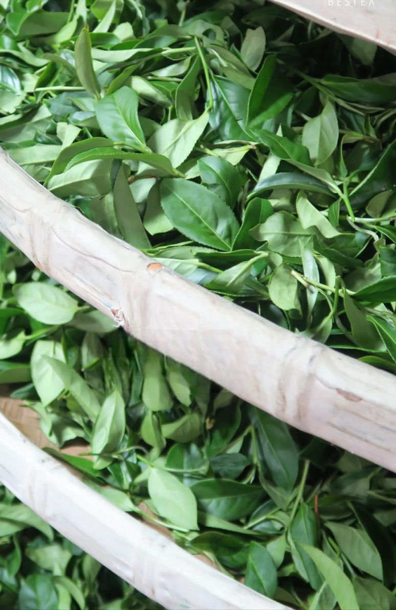 職人製茶 Artisan Tea Crafting