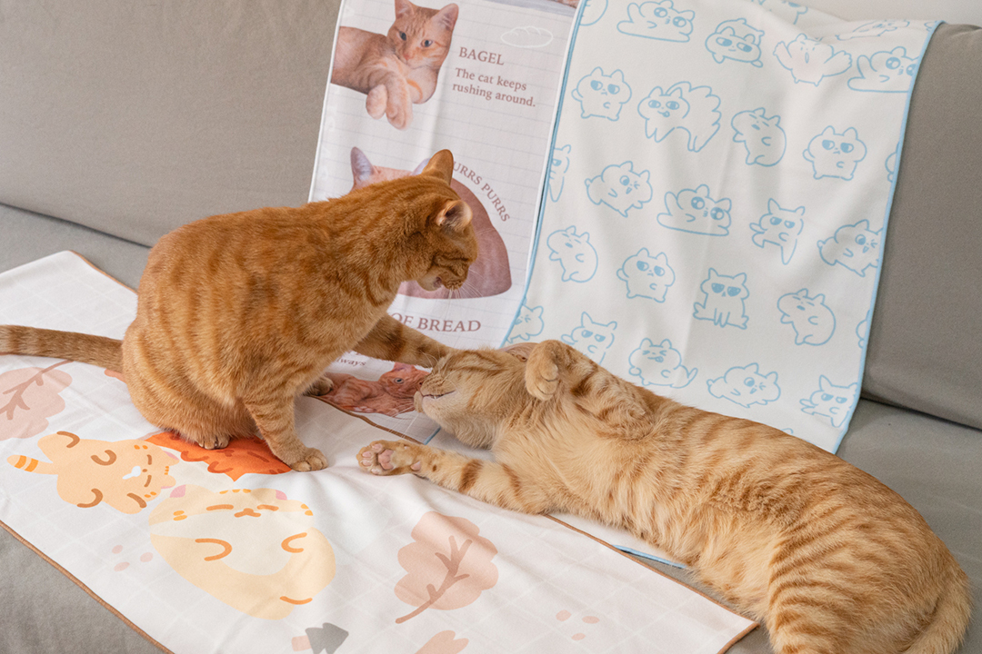 橘貓躺在擦髮巾上翻肚