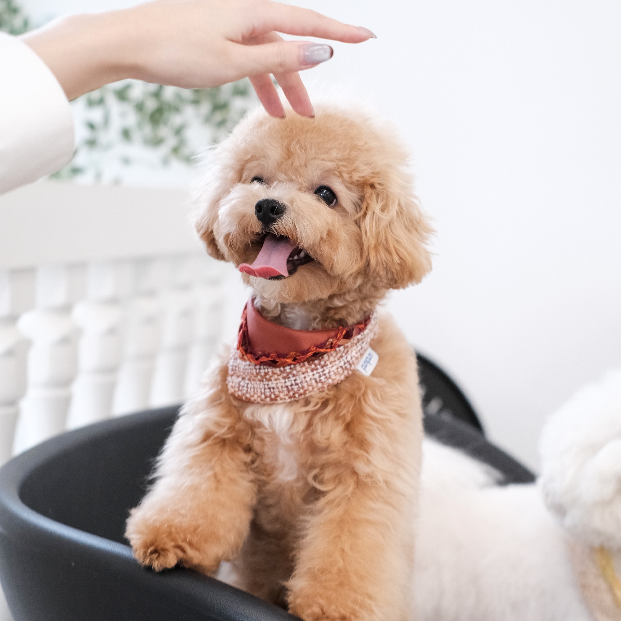 PuriPuri® 寵物領巾 - 水果熱紅酒