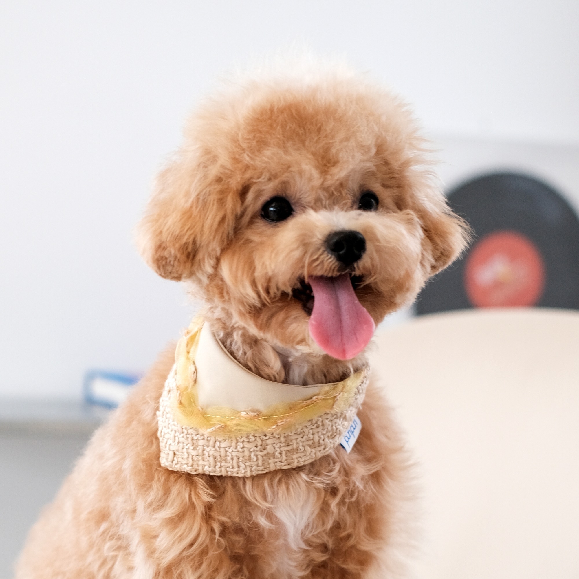 PuriPuri® 寵物領巾 - 香柚乳酪塔