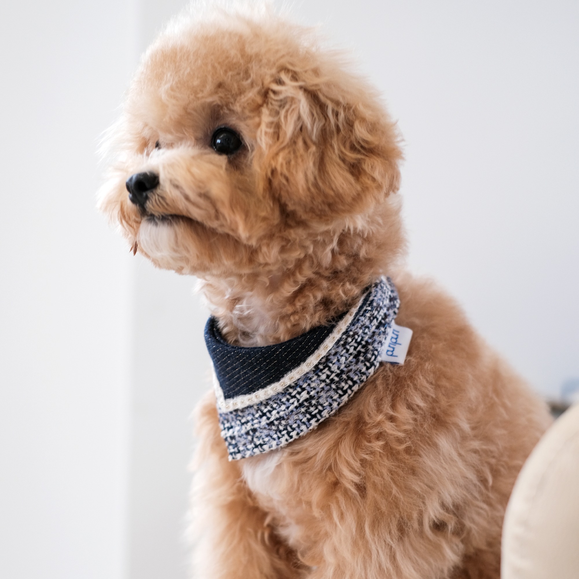 PuriPuri® 寵物領巾 - 黑莓脆片奶昔