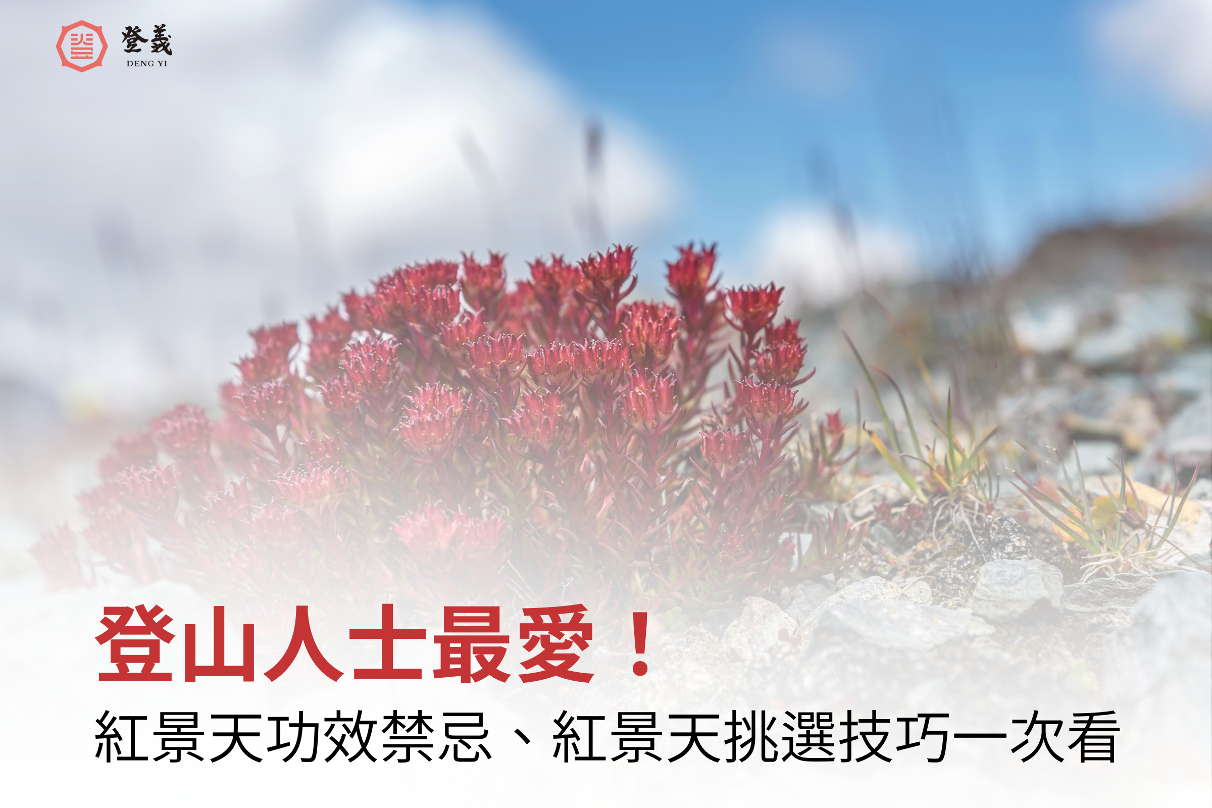 登山人士最愛！紅景天功效與禁忌一次看，再分享紅景天挑選技巧