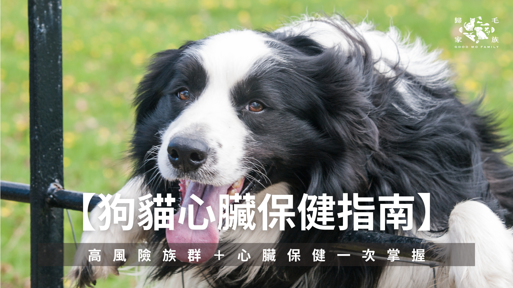 超過一半以上毛孩晚期才被發現心臟病！飼主必知真相