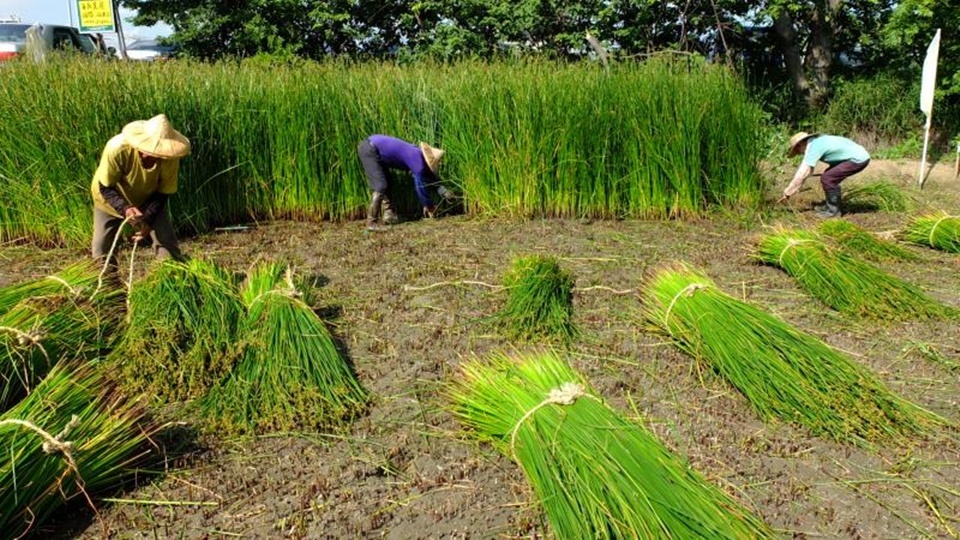 如果從田裡拔起一根細長的藺草摸摸看，就能發現它不像一般的草那樣圓滑，而是帶著三個稜角，就像小小的三稜鏡。