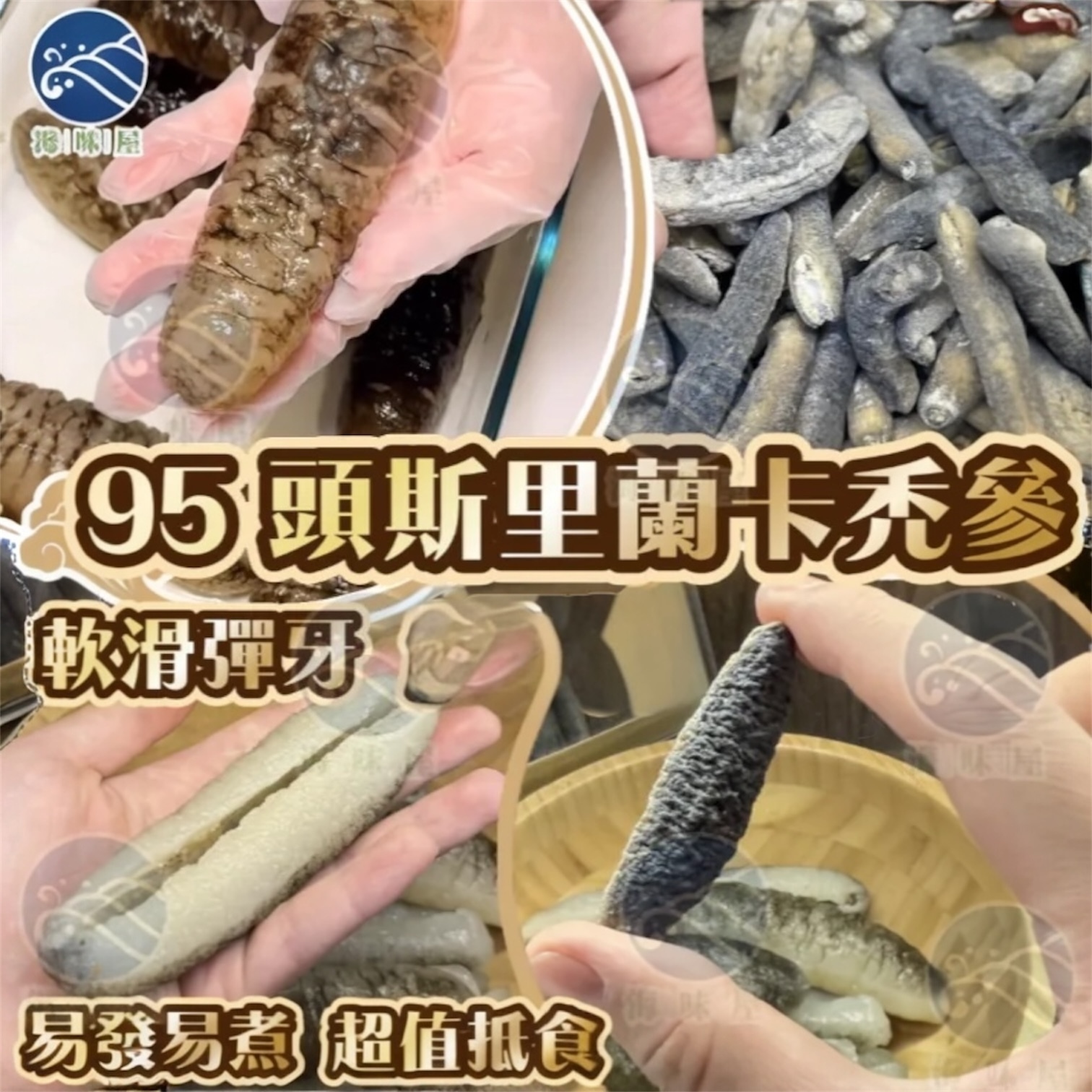 H20540 95 頭斯里蘭卡禿參