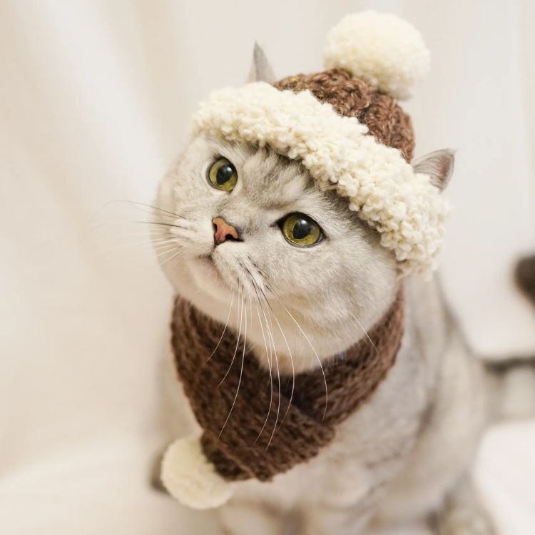 【QbabyXi】寵物毛球毛帽