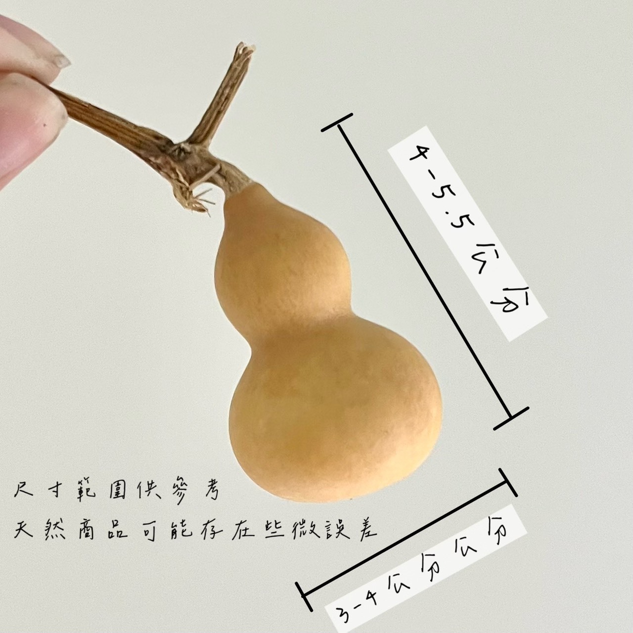 乾燥迷你葫蘆(5入)