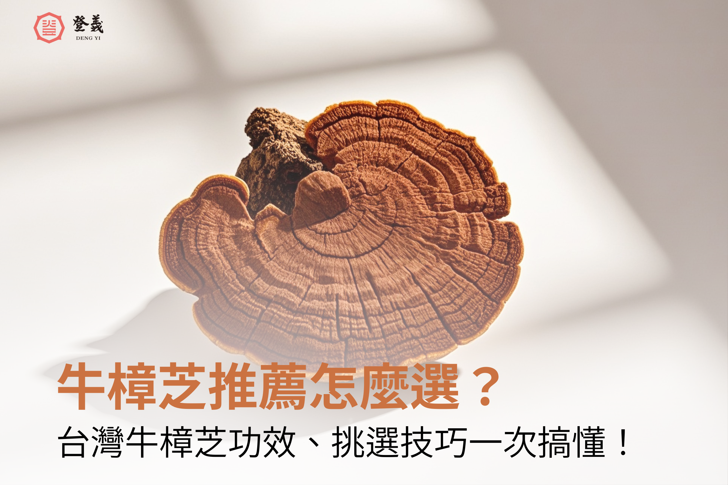 牛樟芝推薦怎麼選?台灣牛樟芝功效、牛樟芝vs靈芝差異、挑選技巧一次搞懂!