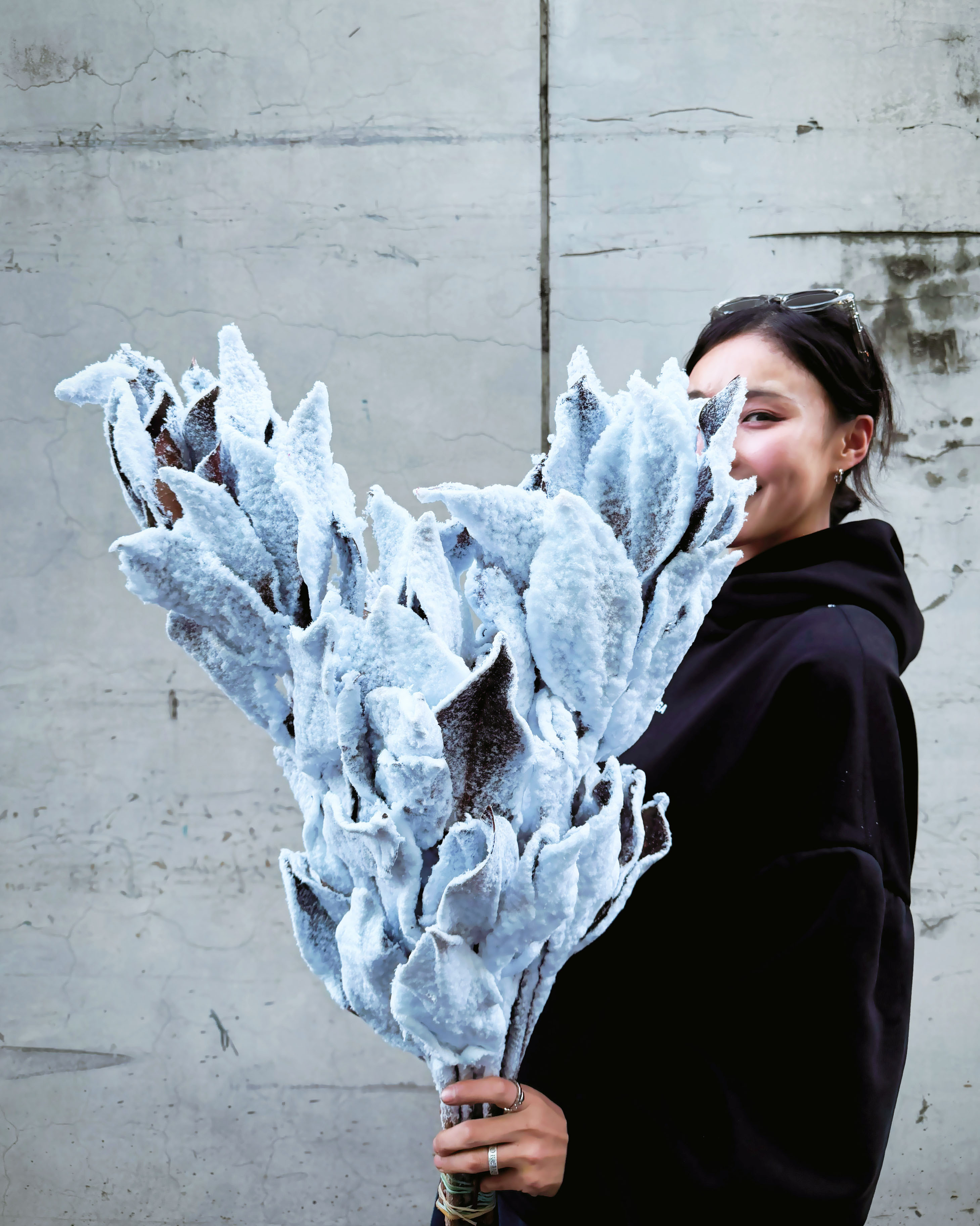 【下雪】玉蘭葉