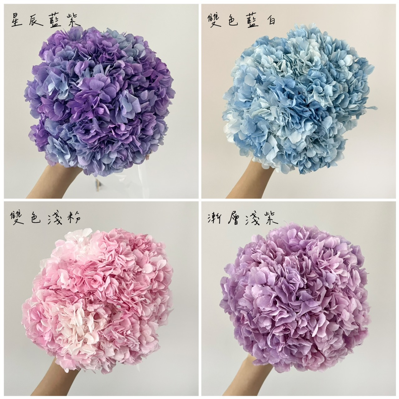 不凋大葉繡球花(帶桿)