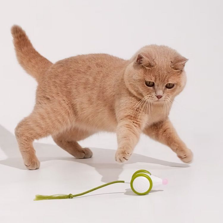 Cheerble - Wicked Mouse NEO 傑利鼠