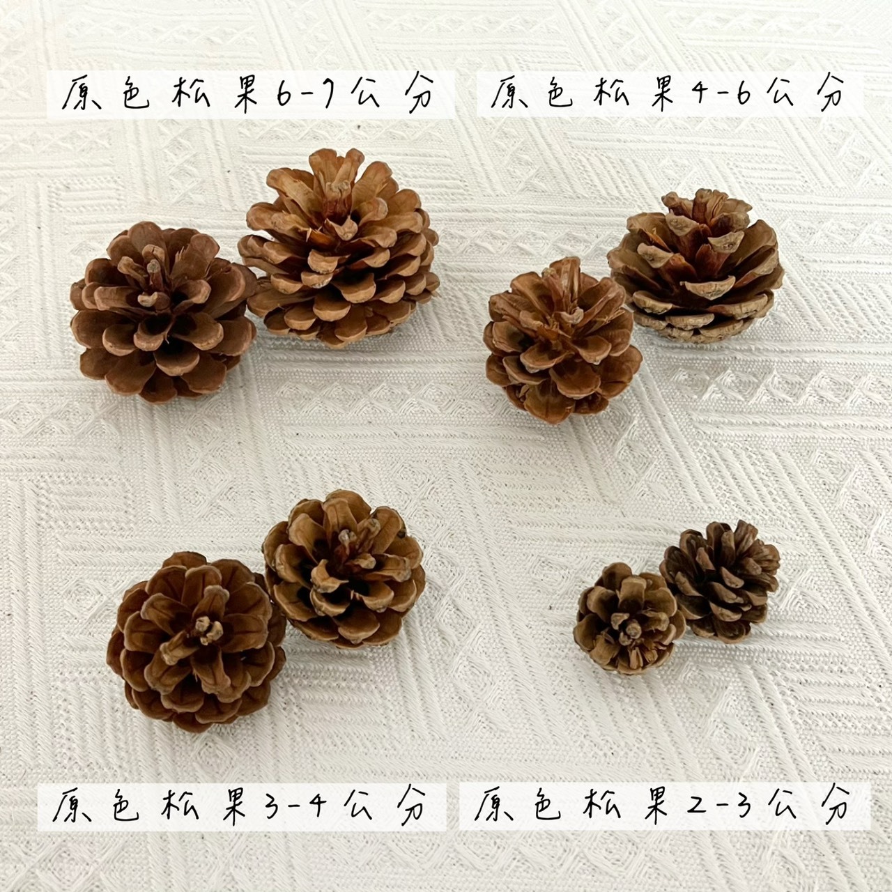 原色松果4-6公分(袋)
