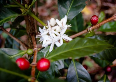 巴拿馬 黛博拉莊園 Echo 迴音 二氧化碳浸漬水洗 淺焙 咖啡豆