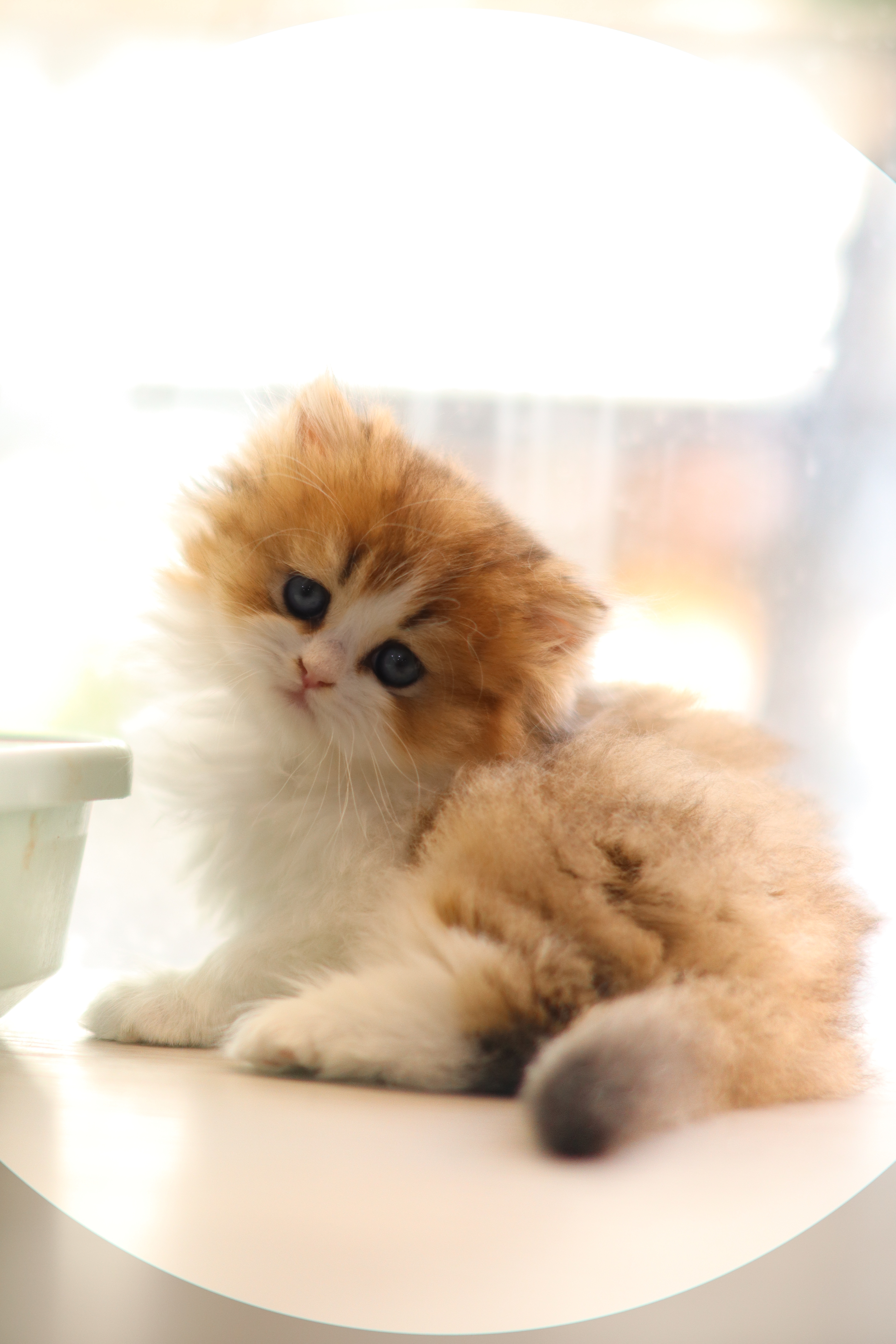 英長 ｜ 金加白 ｜ 弟弟 ｜ Black D