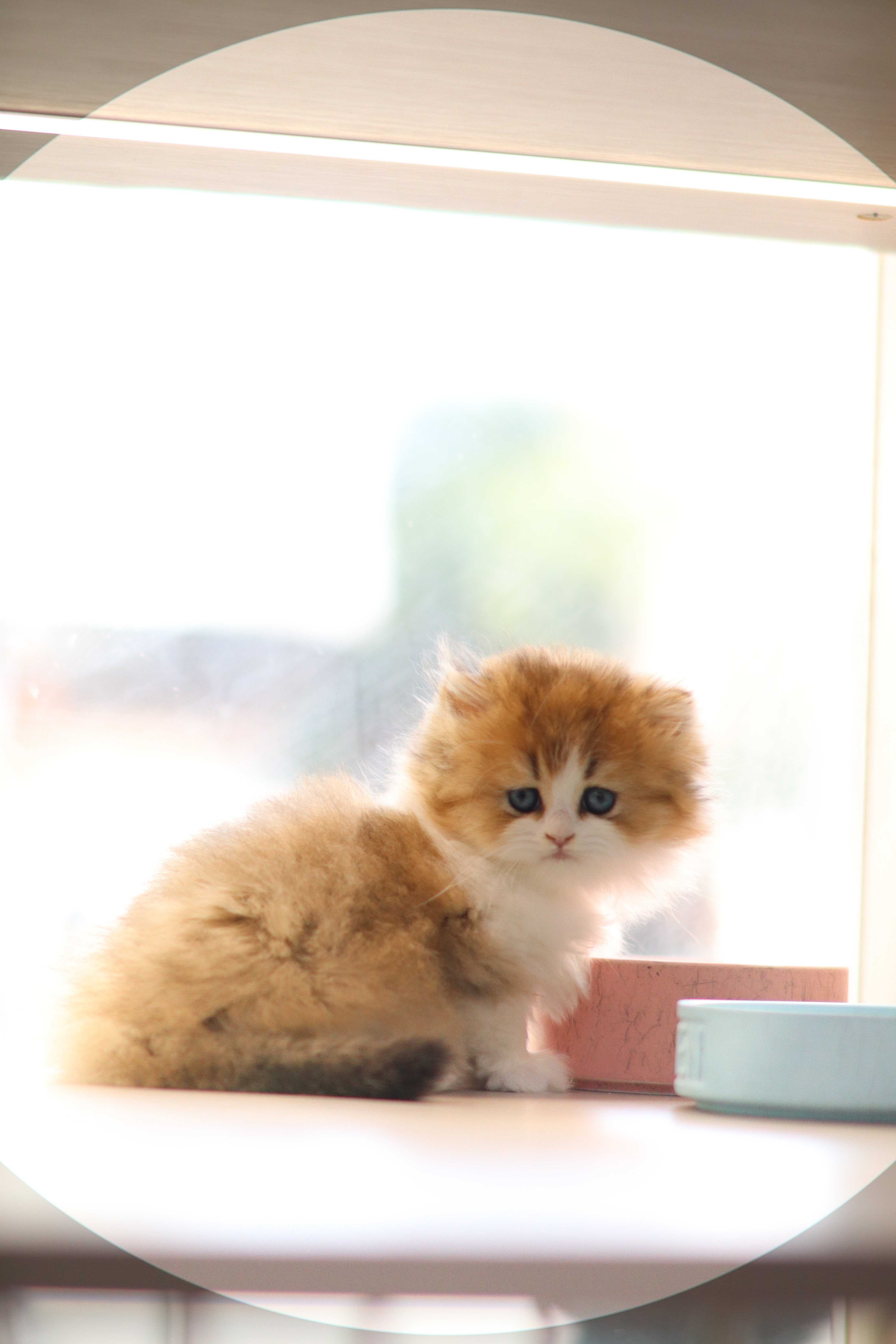 英長 ｜ 金加白 ｜ 弟弟 ｜ Black D