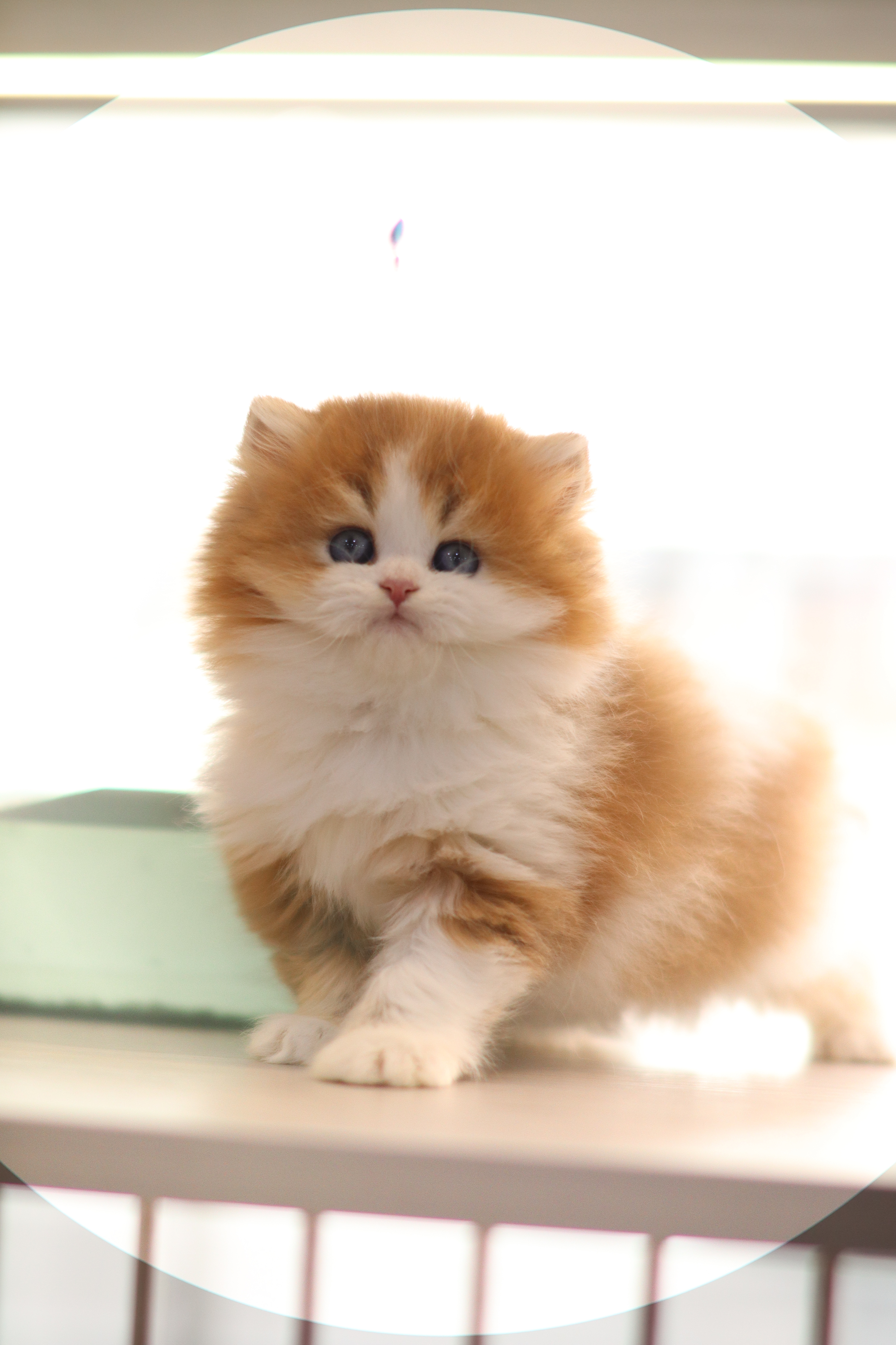 英長 ｜ 金加白 ｜ 弟弟 ｜ gold D