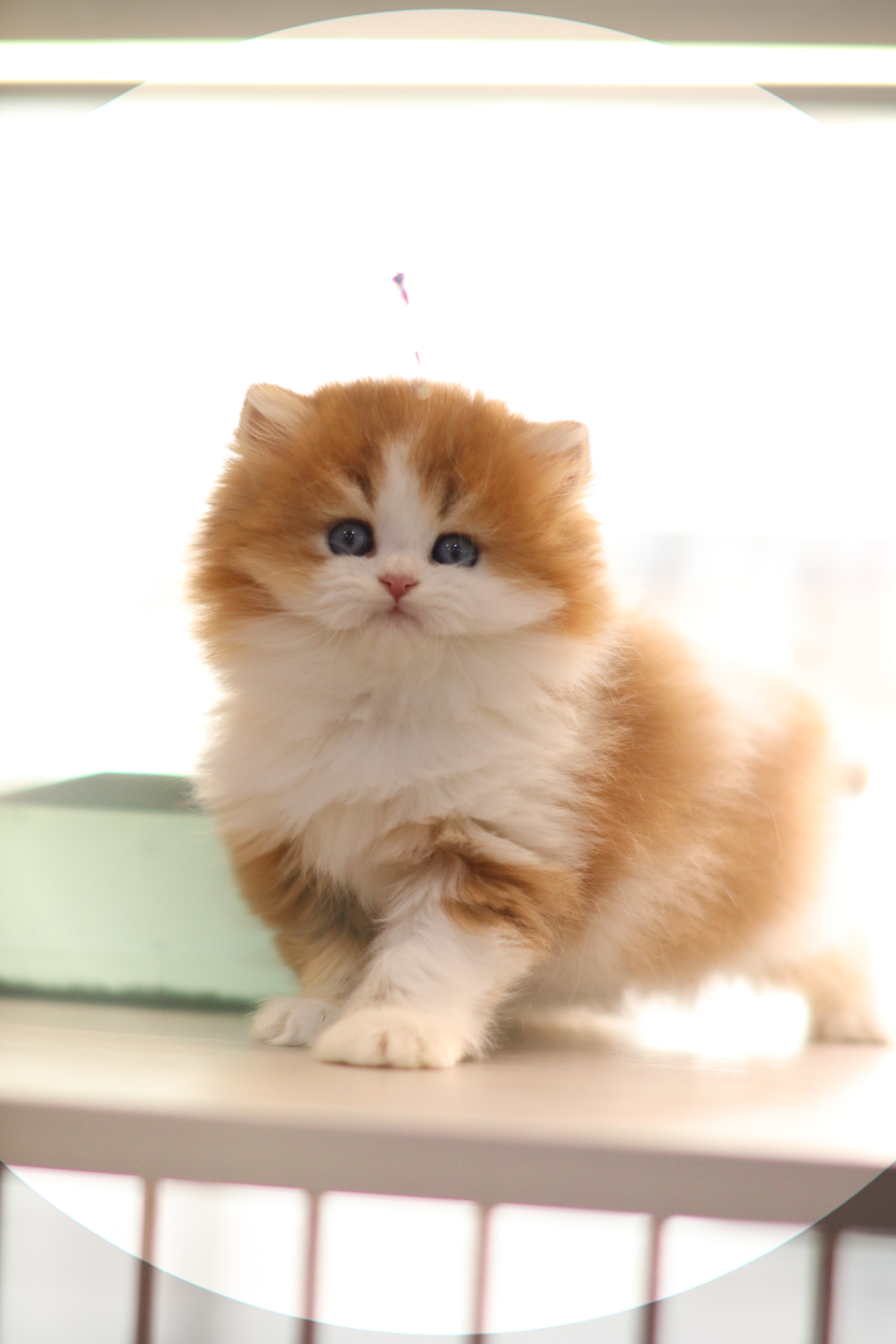 英長 ｜ 金加白 ｜ 弟弟 ｜ gold D