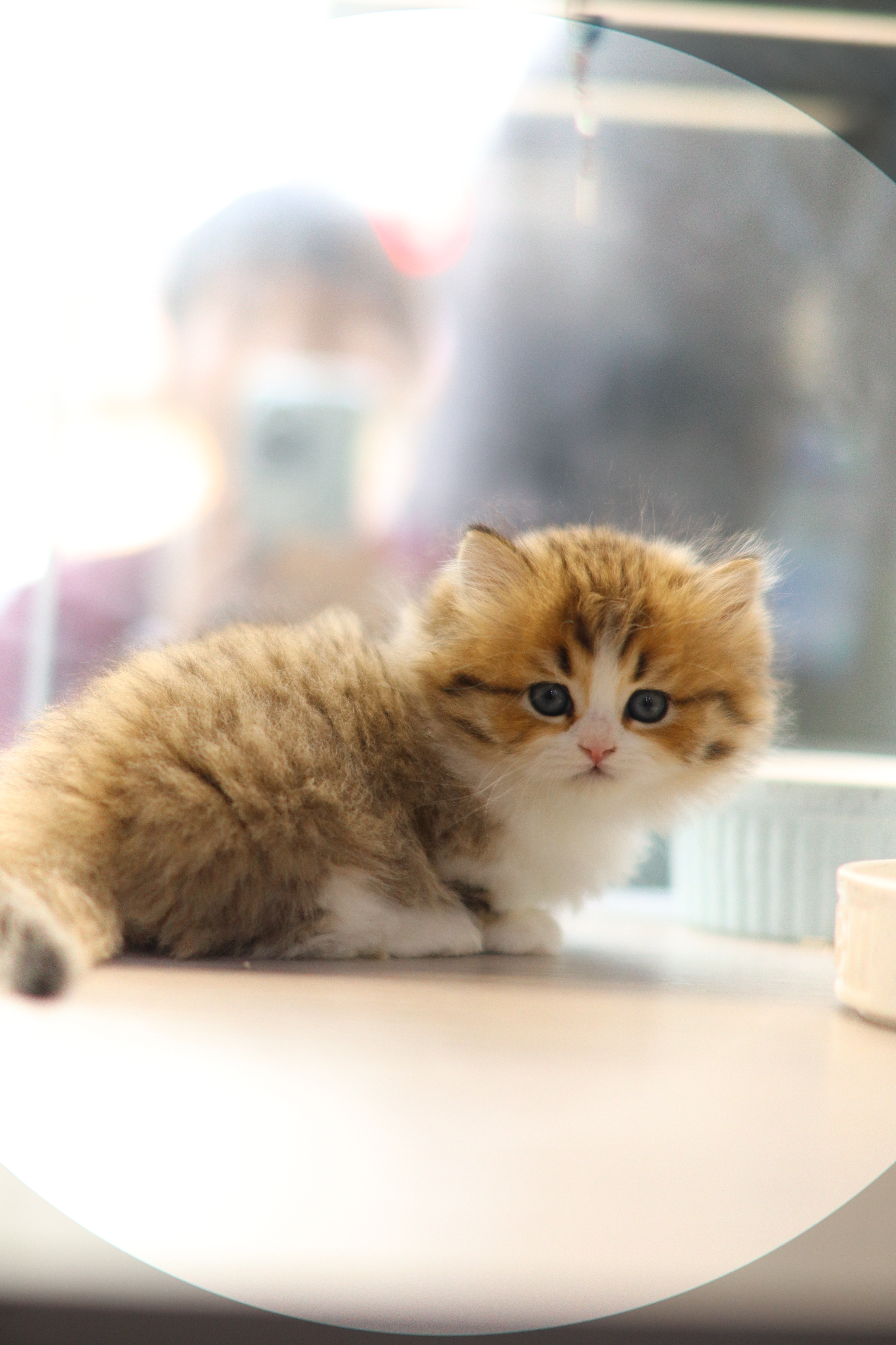 拿破崙 ｜ 金虎斑加白 ｜ 弟弟 ｜ 豬仔包